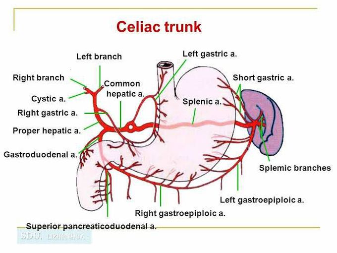 Celiac Trunk and it's branches