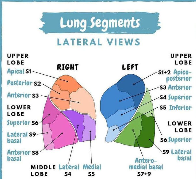 Segment of lungs