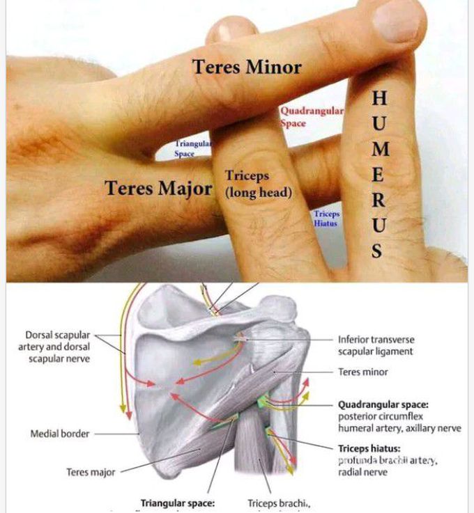 Intramuscular spaces