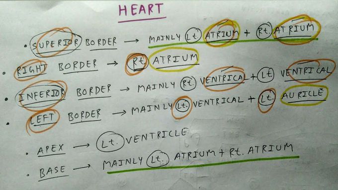 Heart External Features💣 , PART - 3/4