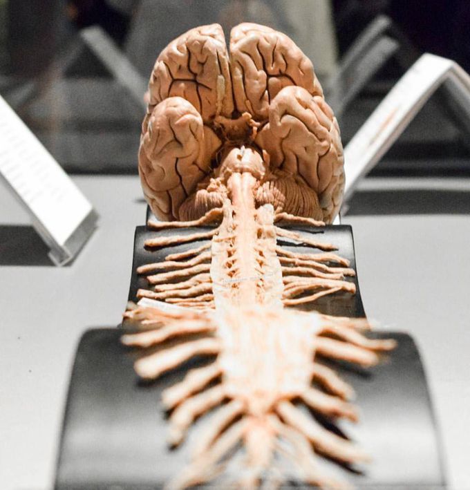 The Nervous System