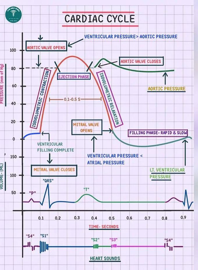 Cardiac Cycle