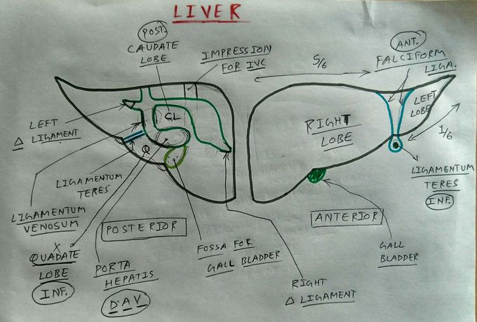 Liver anatomy