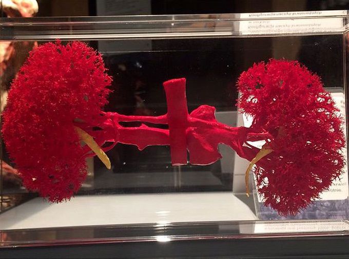 Renal blood system