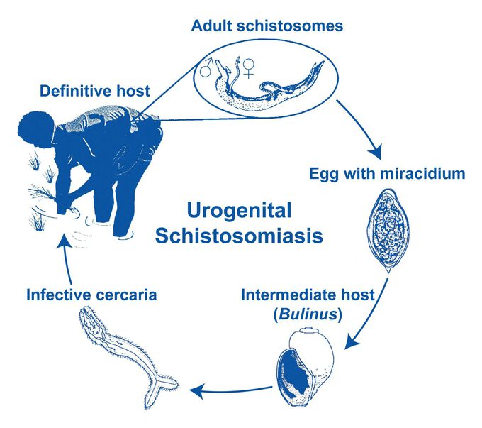 Bilharziasis is the most common endemic disease in Egypt