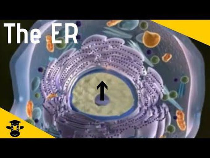 Introduction to Endoplasmic Reticulum