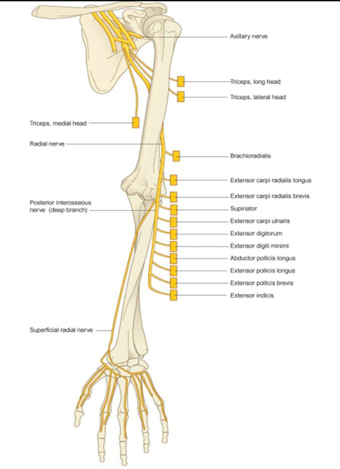 RADIAL NERVE(course and its branches)