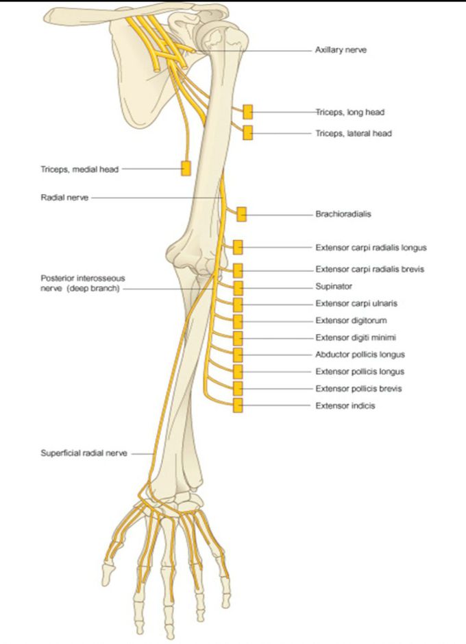 Radial Nerve Anatomy Biology Diagrams