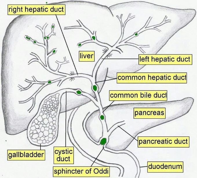 Liver