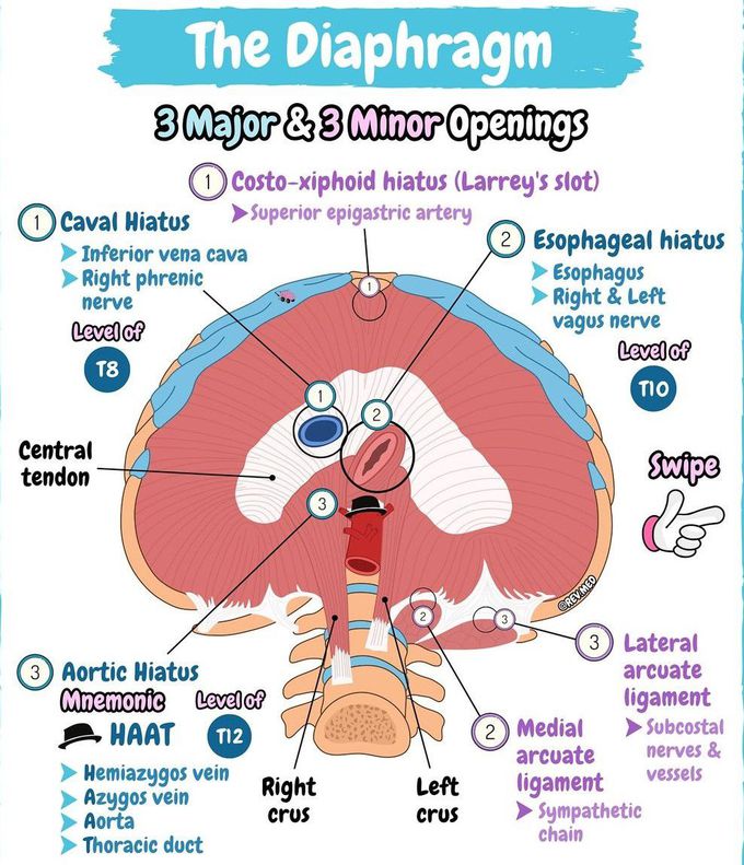 Diaphragm IV