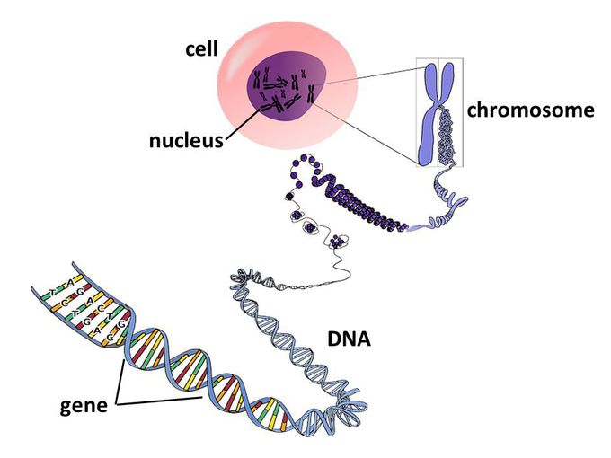 Cell Chromosome DNA gene