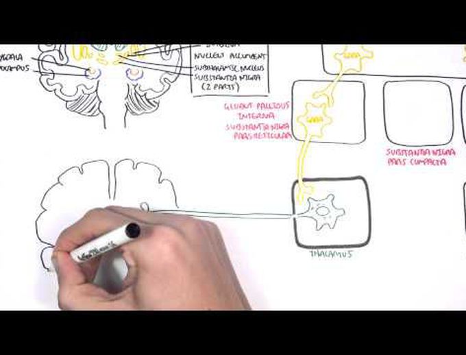 Parkinson's Disease: Pathogenesis and Clinical Manifestations