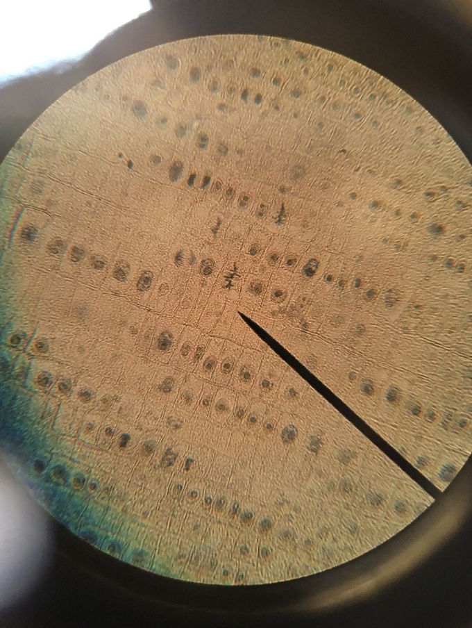 onion root tip mitosis