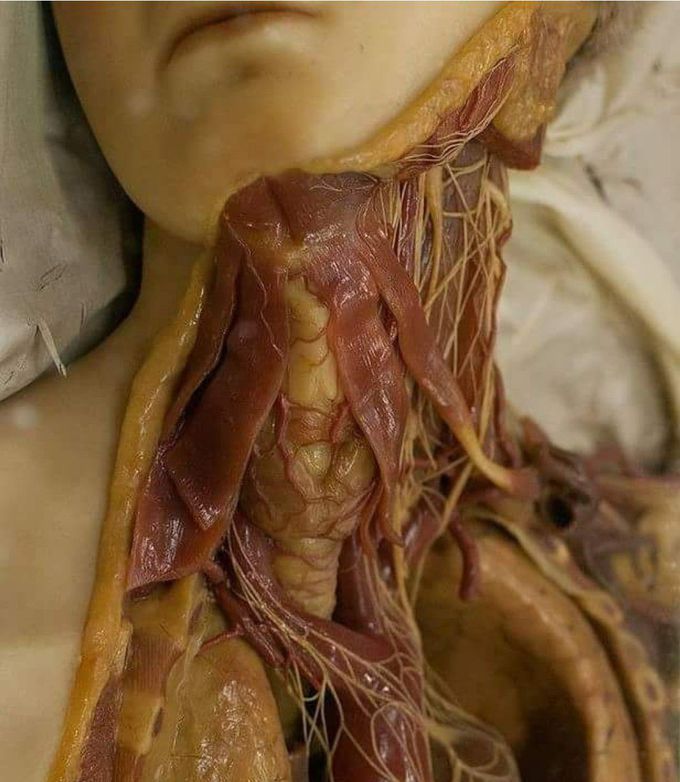 An accurate partial clip of neck