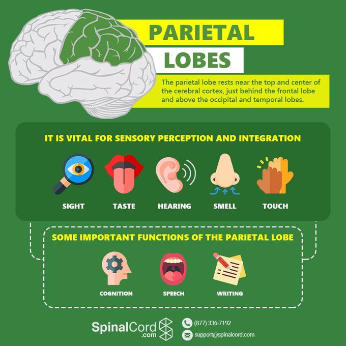 Parietal lobe