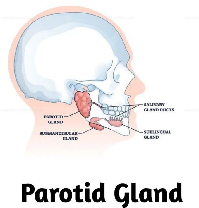 Parotid Gland