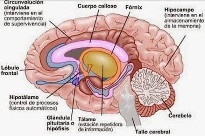 Cerebro