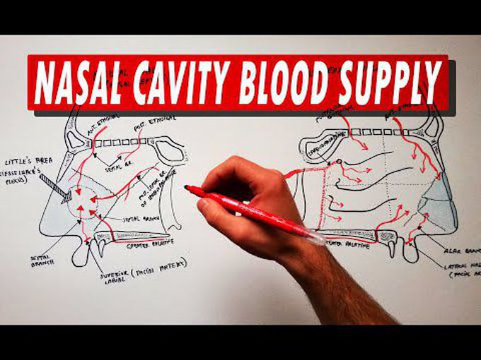 Blood supply to the Nasal cavity
