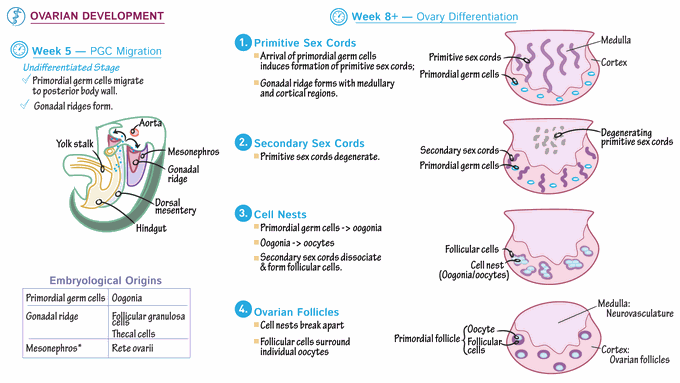 Female Ovarian Development
