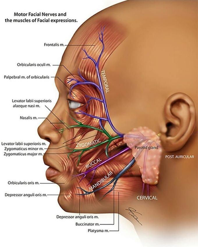 Anatomy of Facial N.