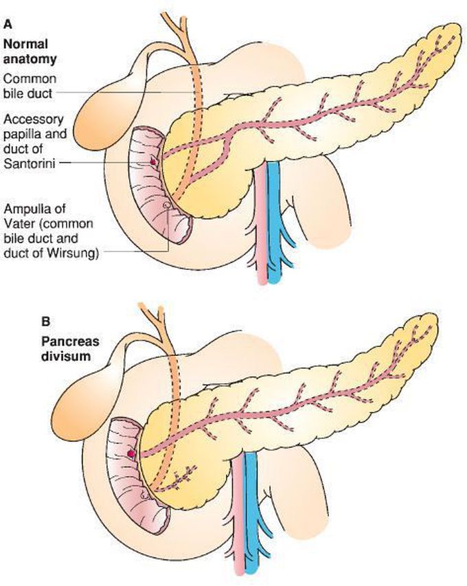 normal pancreatic duct anatomy