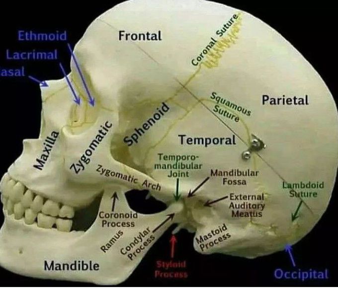 The skull - MEDizzy