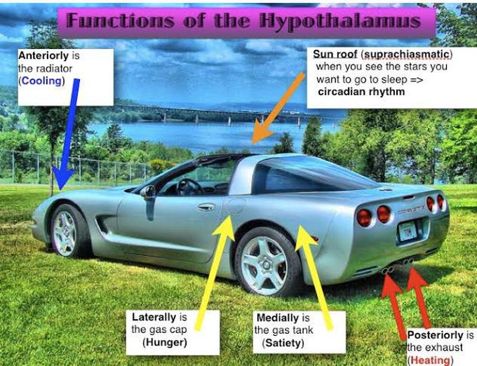 Function of hypothalamus