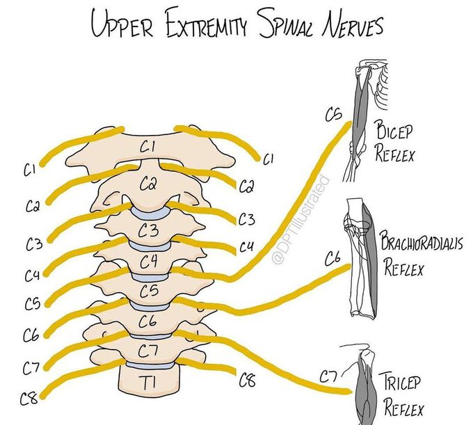 Upper Extremity Spinal Nerves