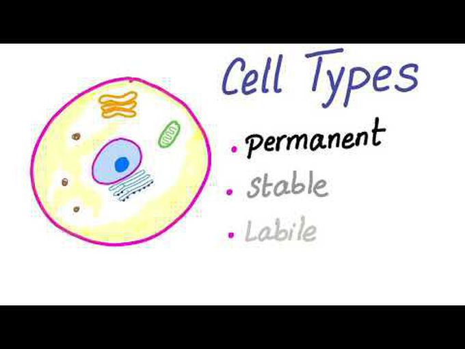 Cell Types (Permanent, Stable, Labile)