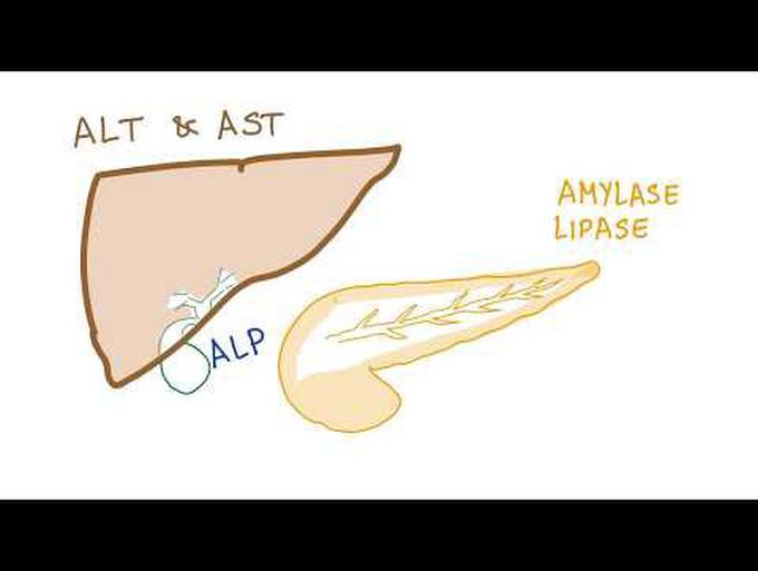 Liver and pancreatic enzymes explained | AST, ALT, GGT, ALP, Amylase& Lipase