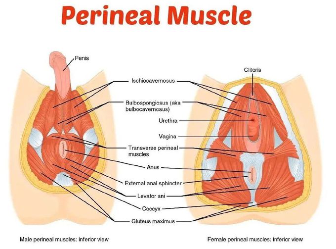 Perineal Muscles