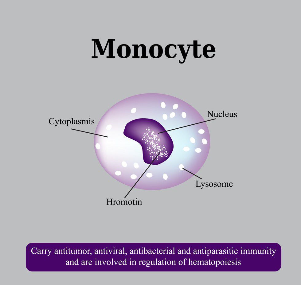 monocytes-medizzy