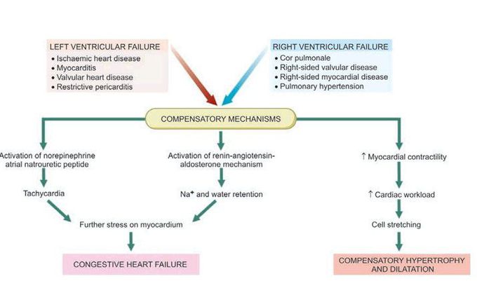 Compensatory mechanisms