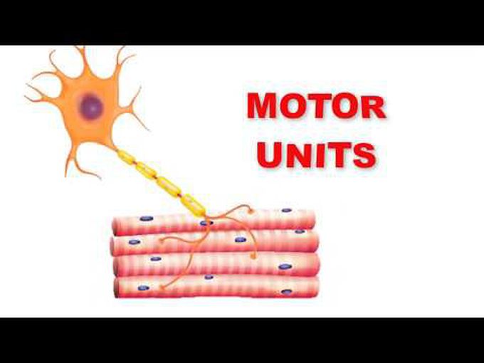 Motor Unit