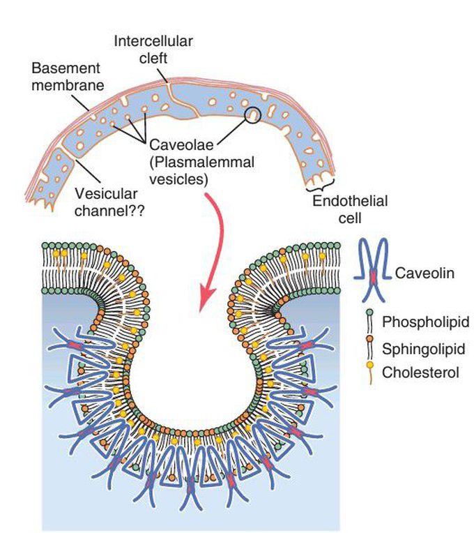 Structure of the capillary wall