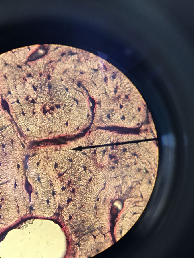 What kind of tissue is this?