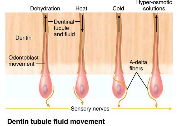 Dentinal tubular fluid