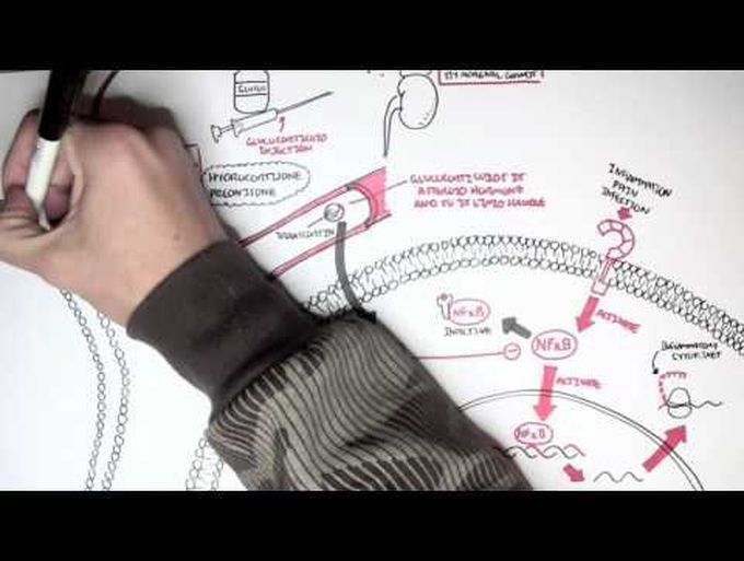 Glucocorticoids: Pharmacology