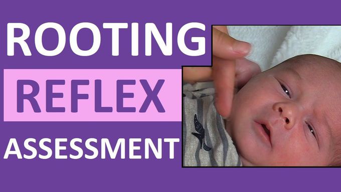 Rooting Reflex