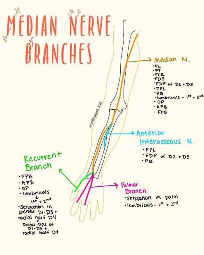 Branches of median nerve
