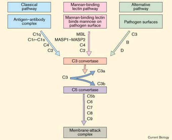 Complement system