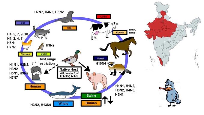 Avian influenza refers to the disease caused by infection with avian (bird) influenza (flu) Type A viruses. These viruses occur naturally among wild aquatic birds worldwide and can infect domestic poultry and other bird and animal species. Avian flu viruses do not normally infect humans. However, sporadic human infections with avian flu viruses have occurred. The links below offer more information about avian influenza