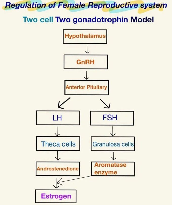 Female Reproductive System Regulation