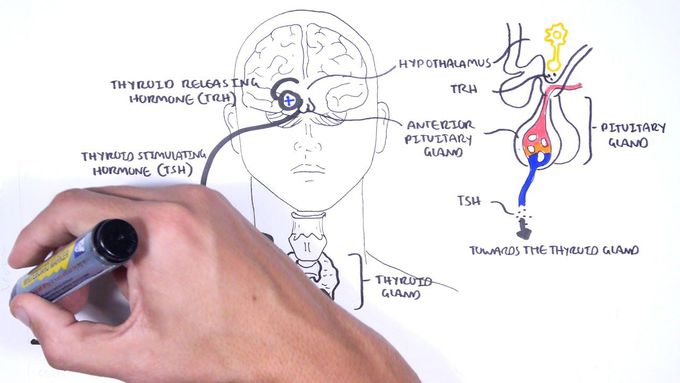 Hypothalamic- Pituitary -Thyroid 
gland axis