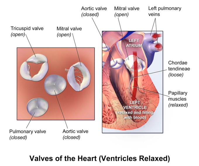 Valves of the Heart