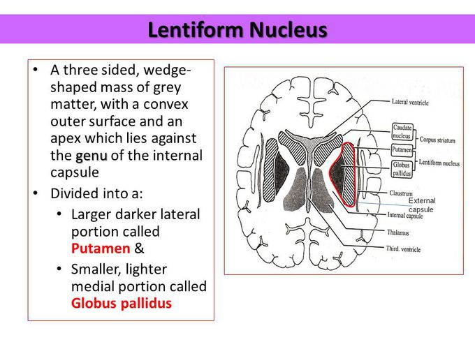Basal nucleus