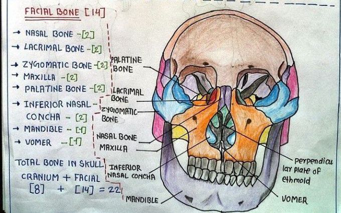 Facial bone