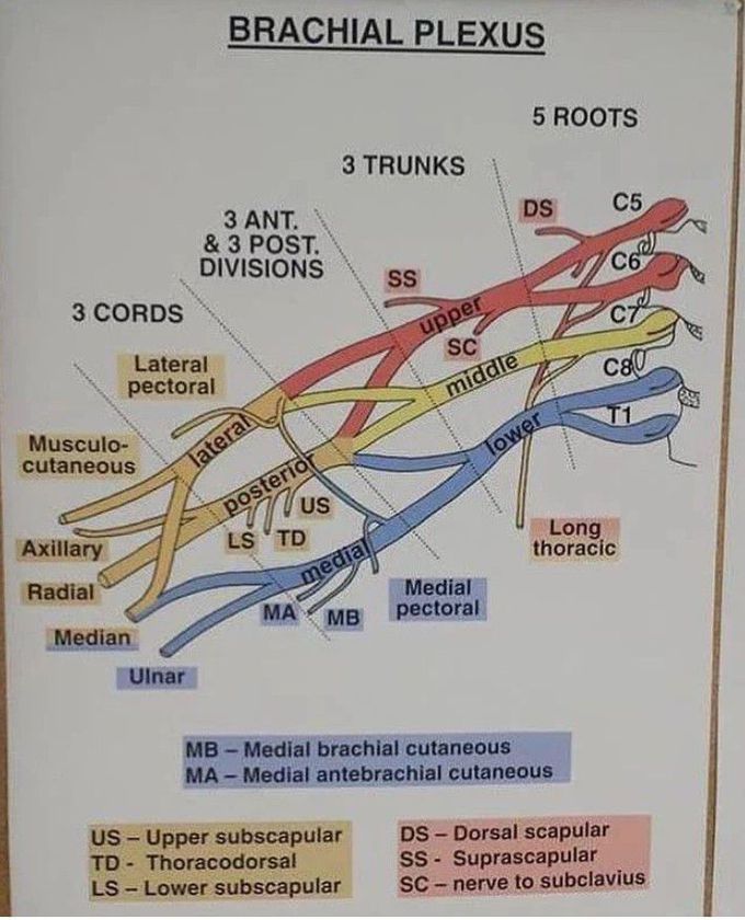 Brachial Plexus