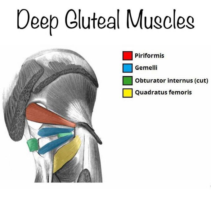 Deep Gluteal Muscles