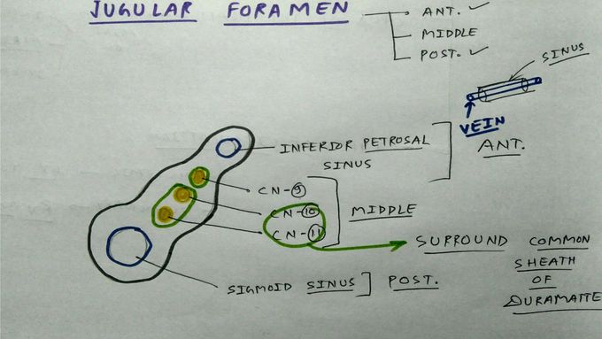 Jugular foramen Content